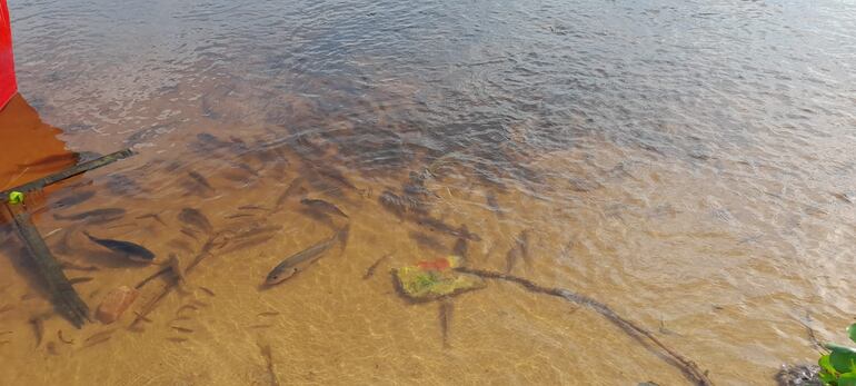 Cardumen  en la bahía de Asunción.