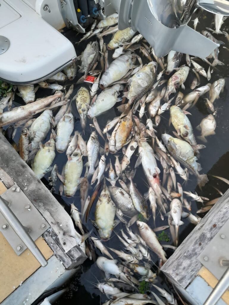 Peces muertos en el río Paraguay
